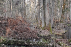 Forêt primaire de Bialowieza