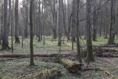 Forêt primaire de Bialowieza