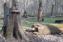 Forêt primaire de Bialowieza