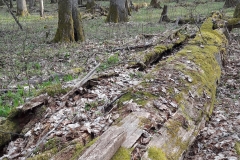 Forêt primaire de Bialowieza