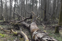 Forêt primaire de Bialowieza