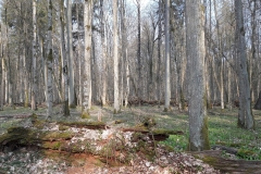 Forêt primaire de Bialowieza