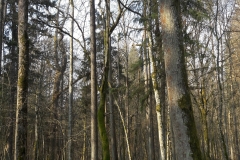 Forêt primaire de Bialowieza