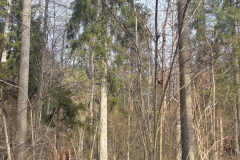 Zebra Zubra, Forêt de Bialowieza