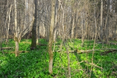 Zebra Zubra, Forêt de Bialowieza