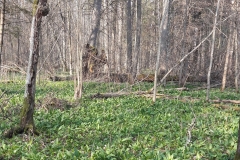 Zebra Zubra, Forêt de Bialowieza