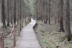 Zebra Zubra, Forêt de Bialowieza