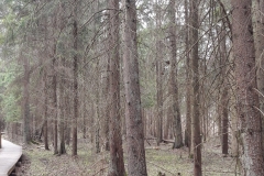 Zebra Zubra, Forêt de Bialowieza