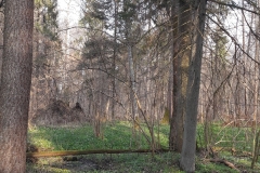 Zebra Zubra, Forêt de Bialowieza