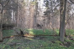 Zebra Zubra, Forêt de Bialowieza