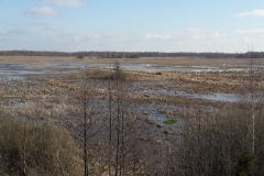 Marais de Siemianowka, frontière Biélorusse