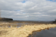 Marais de Siemianowka, frontière Biélorusse