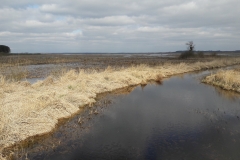 Marais de Siemianowka, frontière Biélorusse