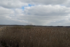 Marais de Siemianowka, frontière Biélorusse