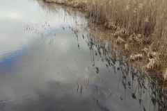 Marais de Siemianowka, frontière Biélorusse