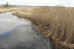 Marais de Siemianowka, frontière Biélorusse