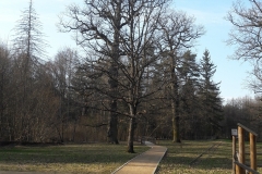 Route forestière Narewkowska