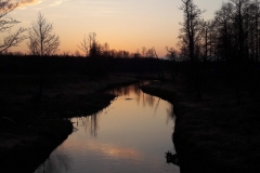 Bialowieza, rivière Narewka