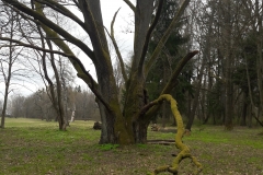 Palace Parc, Bialowieza