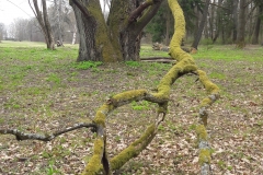 Palace Parc, Bialowieza