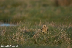 Hibou des marais