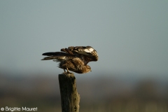 Buse variable