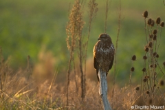 Buse variable