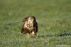 Buse variable