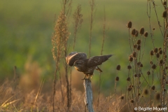 Buse variable