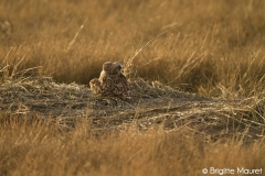 Hibou des marais